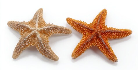 Two starfish, light orange and a pale tan, against a white background