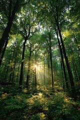 Obraz premium Sunlight Through the Forest Canopy