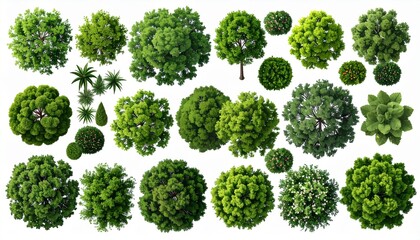 Top view tree. Aerial landscape green planting, park map vegetation and tropical fore