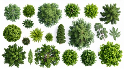 Vector set. Trees top view. Different plants and trees vector set for architectural