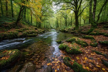 Obraz premium Forest Stream in Autumn Light