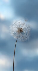 Obraz premium A dandelion seed head against a soft, light-blue sky. Delicate, feathery seeds radiate outwards from a central core, mounted on a slender brown stem. Soft focus, emphasizing the airy texture