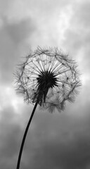 Obraz premium Silhouetted dandelion seedhead against a cloudy sky