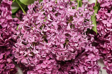 Texture of blooming lilac flowers, closeup