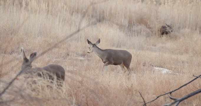 Doe Mule Deer Eating in Field