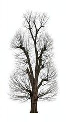 Obraz premium Beautiful American Elm Tree with Spreading Canopy – Nature and Landscape Illustration
