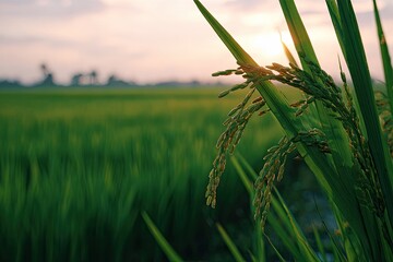 Fototapeta premium Golden rice stalks at sunset