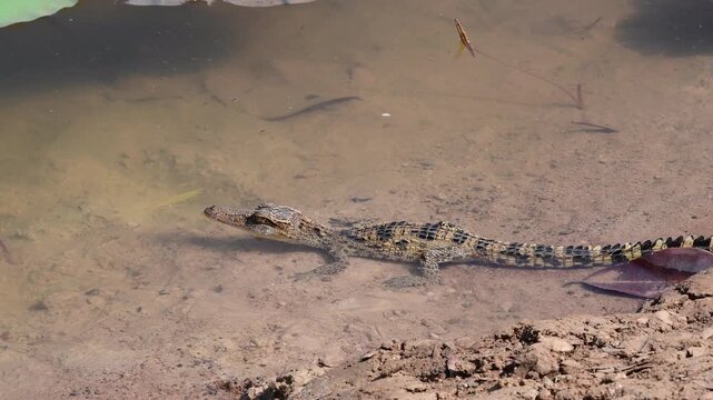 Young Siamese Crocodile in nature at Bueng Boraphet Non-hunting Area, Nakhon Sawan Province, Thailand.