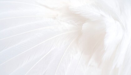 Obraz premium Soft, close-up of white feathers, delicate texture