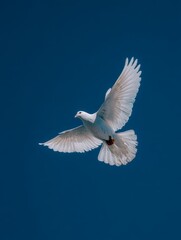 Dove of Peace Flying Against a Clean Blue Sky, Symbol of Hope and Freedom