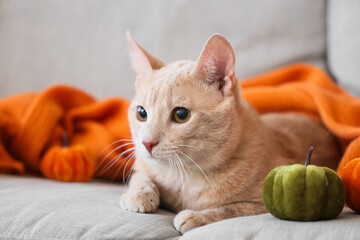 Cute cat with toy pumpkins and orange plaid lying on sofa at home, closeup