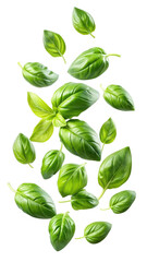 Fototapeta premium flying fresh basil leaves isolated on transparent white background, clipping path