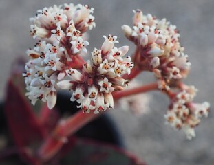 Crassula perfoliata var. heterotricha mature succulent plant flowers