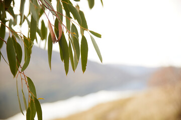 Gum tree leaf eucalyptus over mountains backdrop with soft focus 