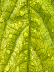 green leaf with water drops