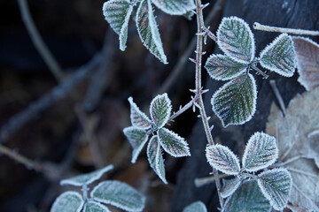 Winter frost