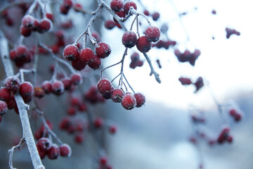 Winter frost on red berries