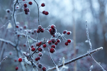 Winter frost on red berries