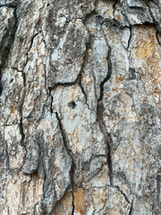 tree bark texture