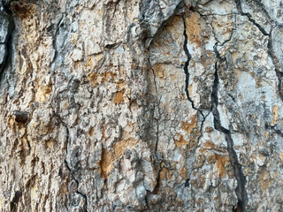 tree bark texture