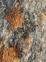 tree bark texture