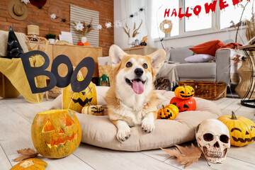 Cute Corgi dog with pumpkins and word BOO lying on pet bed at home decorated for Halloween party