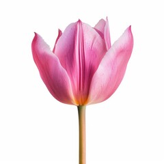 Close-up of a single, vibrant pink tulip