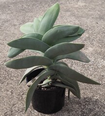 Crassula perfoliata var. minor mature succulent plant