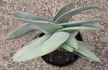 Crassula perfoliata var. minor mature succulent plant