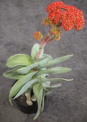 Crassula perfoliata var. minor mature succulent plant flowers