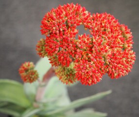Crassula perfoliata var. minor mature succulent plant flowers
