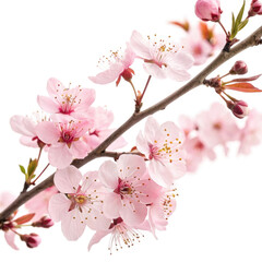 cherry blossom isolated on white