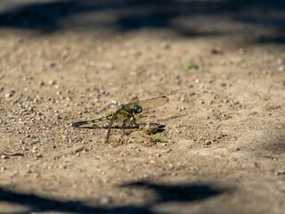 地面に降りたトンボ