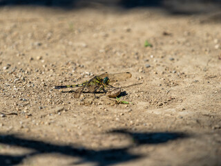 地面に降りたトンボ