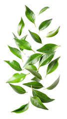 Obraz premium Flying Fresh Green Curry Leaves with Natural Texture and Herbal Aroma isolated on transparent white background, clipping path