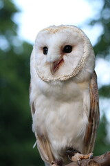 white owl looking towards the camera