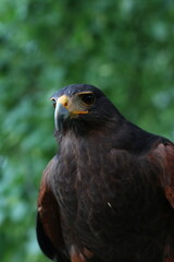 hawk looking directly ahead