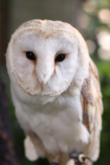 white owl looking towards the camera