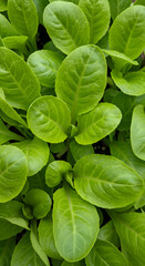 Close Up Photo Of Green Leaves Showing Natural Texture And Detail