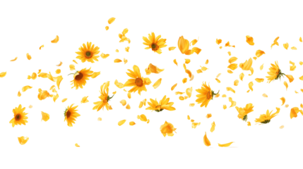 Bright yellow flowers with delicate petals and natural green stems arranged beautifully isolated on white background
