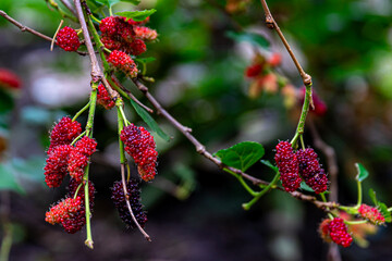 Mulberries or berries, a healthy fruit with beautiful colors, a close-up photograph from Myanmar...