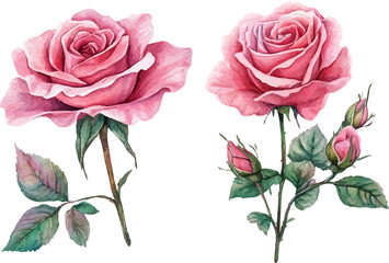 Naklejka premium vector illustration of a pink rose