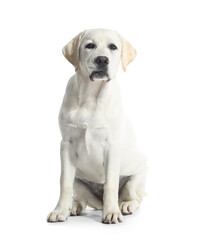 Cute Labrador retriever puppy on white background