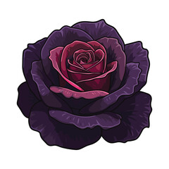 Vibrant dark purple rose with red center blooming in detailed close-up illustration &ndash; stock vector flat illustration