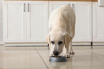 Cute Labrador retriever puppy eating food from bowl at home
