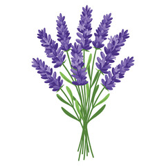 Obraz premium Vibrant lavender bouquet with purple blooms and green stems – stock vector flat illustration