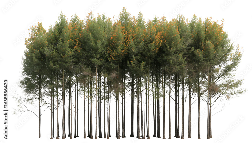 Poster lush canopy of evergreen trees isolated on transparent backdrop for composite elements