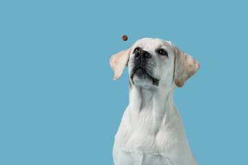 Cute Labrador retriever puppy catching dog treat mid-air on blue background