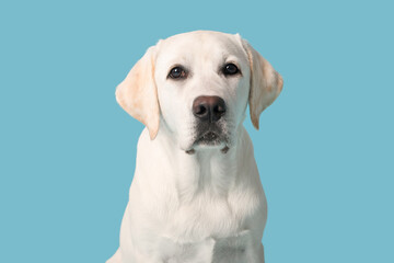 Cute Labrador retriever puppy on blue background