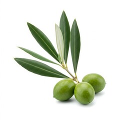Close up of three green olives on a branch with leaves isolated on white background